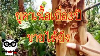 ปลูกยูคาเนื้อเยื่อ3ปีตัดขายได้ไหม