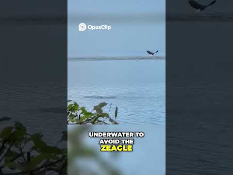 Duck defies Gravity