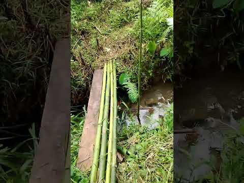 Gusto muba matutukong pano mag dakip nag ibon kong gusto manuod kana po😃😃