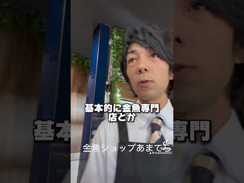 金魚の頭に白い点が！？安心して下さい！これは病気ではありません！ #金魚屋 #国産金魚 #めだか