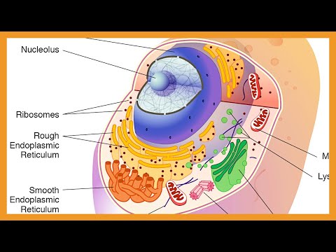 Cell Biology - Organelles