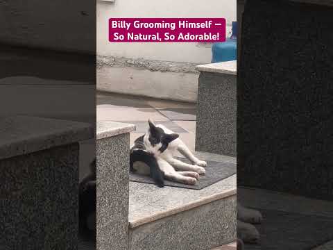 Fluff & Focus: Billy’s Grooming Chronicles #cat #whowillbemylifepartnerta #cute #ytshortsvideo