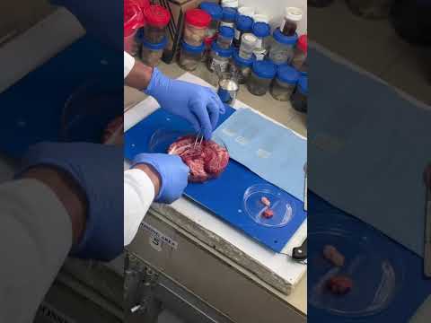 Goat brain examination for rabies virus #animalsurgery#vaccines