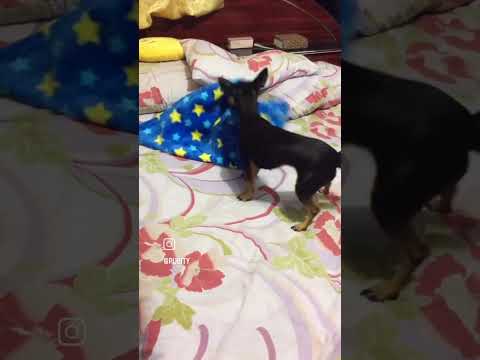 HOW A DOG INCREDIBLY TUCKED IN A BABY TO BED