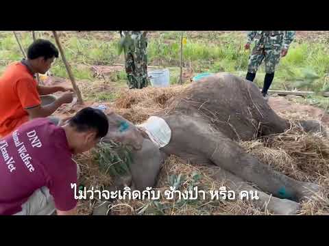 🐘🌳 ช่วยช้าง ช่วยเรา 📌