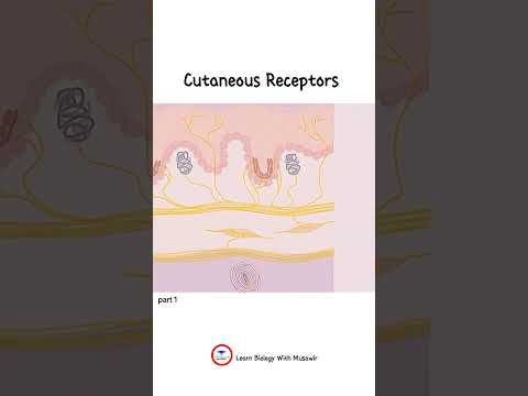 Cutaneous Receptors | part 1