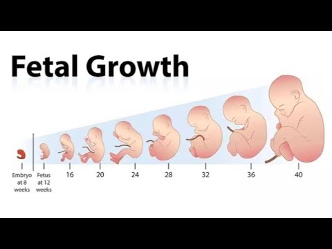 1 to 9 month baby growth | fetus growth | Embryo growth