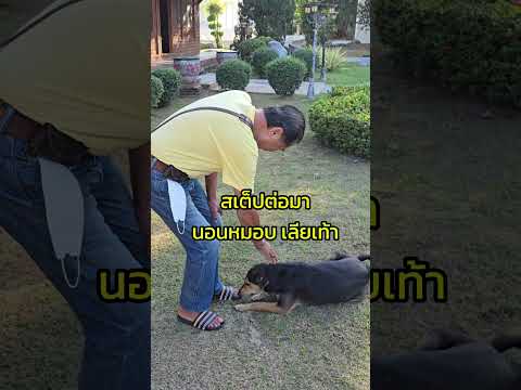 วันพ่อ พาพ่อไปเที่ยววัด เกือบได้หมากลับบ้าน เจอหมาวัดฉลาดมาก น่ารักมากกกお寺に行ったら、もう少しで犬を家に連れて帰るところだった