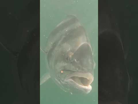 Catching GIANT roosterfish on topwater poppers can be exciting!!! 🤩🤩🤩😂 #fishing #costarica