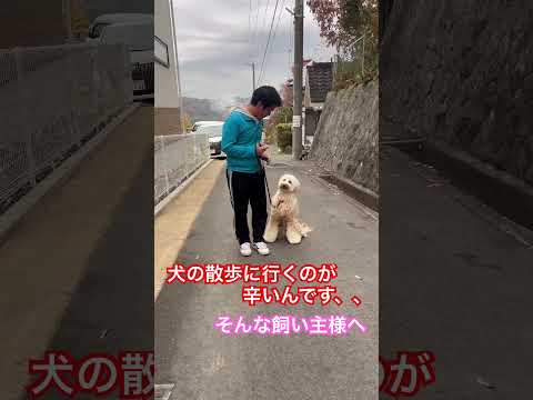 説明欄見てね！ 犬の散歩に行くのが辛いんです、、そう感じている飼い主様へ　#ドッグトレーニング #犬のしつけ #dog