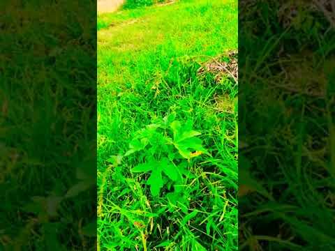 #shortvideo#,#lalalori#,#enjoymentwithnature#,💞💞💞💞,#18