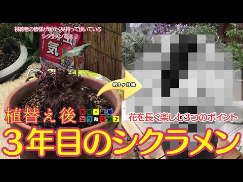 実践・栽培・どうなるの？【シクラメンの育て方】3つのポイント!!3年目のシクラメン植替え後どうなった？植え方.育て方.育ち方【園芸】