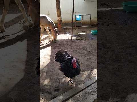 My Pets #pets #youtubeshorts #shots #shorts #horse #turkey #cutebaby #trending #viral #funny #goat