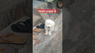 sweet puppy🐕#shortvideo #doglover #dog #viral #puppyvideos #shorts #geetakumari