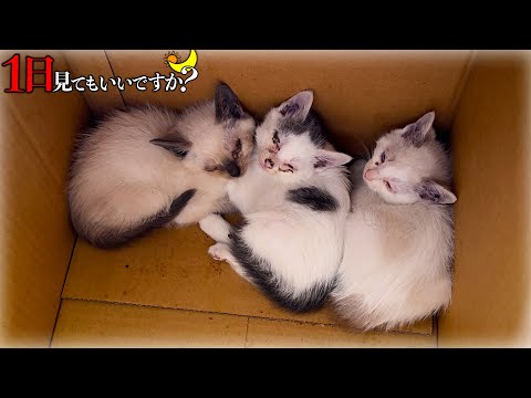 飢え死にしそうな3匹の赤ちゃん猫を緊急保護したら号泣しました...