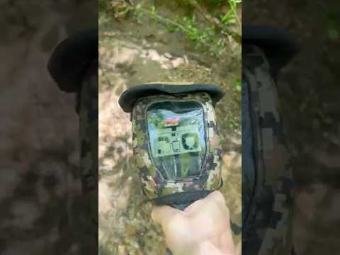 Remote Creek Gold Find with the Gold Monster 1000! #shorts