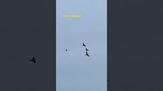 Crows and blackbirds attack a red-tailed hawk! #birdbehavior #nature #birds #fight #hawk #attack