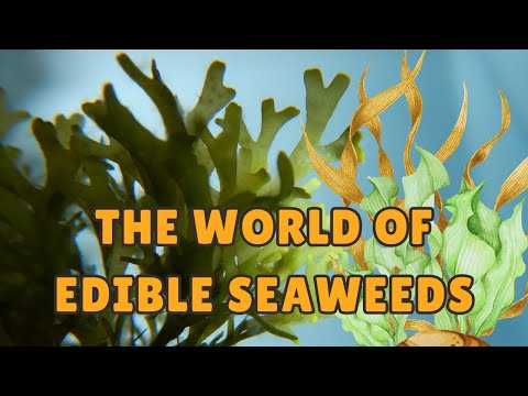 The World of Edible Seaweeds