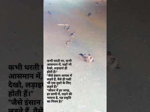 पंक्षियो की लड़ाई 😞 इनमे भी लड़ाइयां होती है,