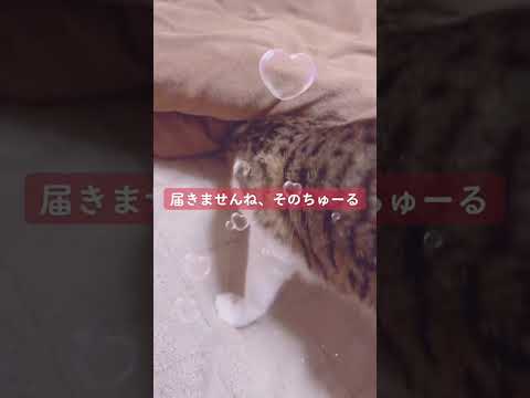 #チューる #可愛くてごめん #猫のいる暮らし #猫のいる生活 #猫好きさんと繋がりたい