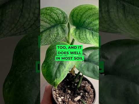 Pothos / Devil's ivy Plant #houseplants #plantcare #shortvideo #viral #indoorplants #pothosplant