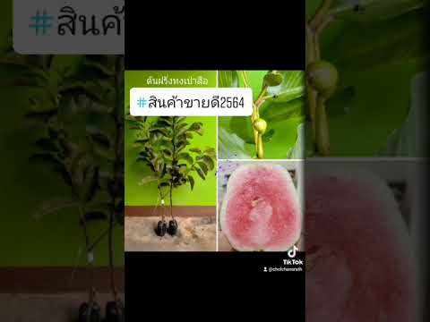 สินค้าขายดีของร้านนานาพันพันธุ์ไม้ขายส่งทั่วประเทศ ปี 2564