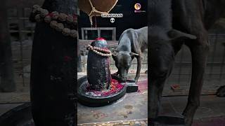#explore #trendingvideo #trendingsong #trendingshorts #mahadev #bholenath #shiv #hindu