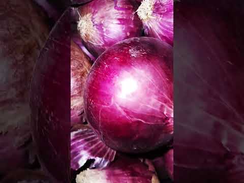 pyaj onion price today Punjab market Ludhiana