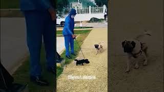 ‌#FunnyAnimals ‌#AnimalAntics‌ #CuteAnimalFails #DailyAnimals‌ #AnimalShorts‌