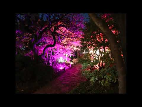 目白庭園ライトアップ2021『四季彩の小路　～めくるめく季節の旅～』