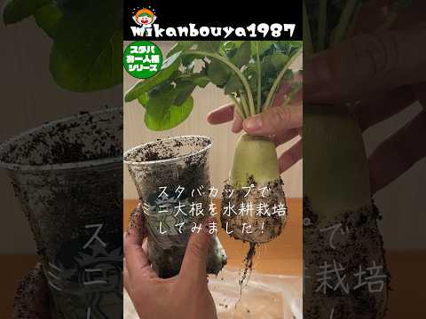 I tried growing mini radishes in Starbucks cups using hydroponics! #HomeGardening #Starbucks