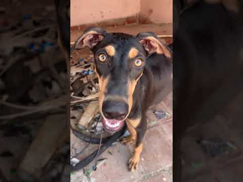 Dog camera catch | dog funny moments