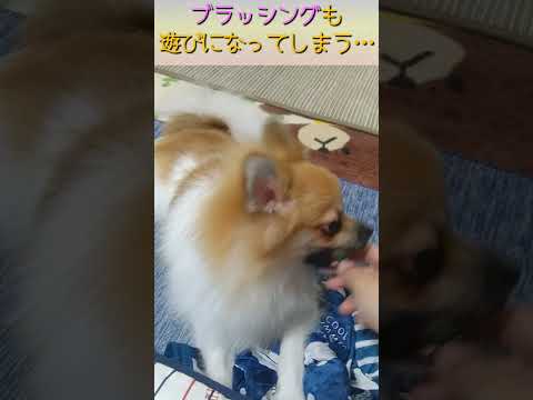 #66 なんでも遊びになってしまう仔犬ポメラニアン【ポメラニアン(ショート動画)】