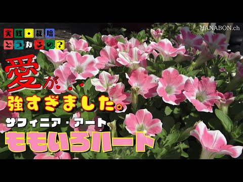 実践・栽培・どうなるの？【春植え】愛が強過ぎました！【サフィニアアートももいろハート】植え方・育て方・育ち方【園芸】
