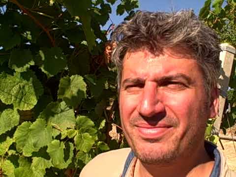 DBGitalia visits Fabrizio Mazzocchetti of Tenuta del Priore, Aug.2019