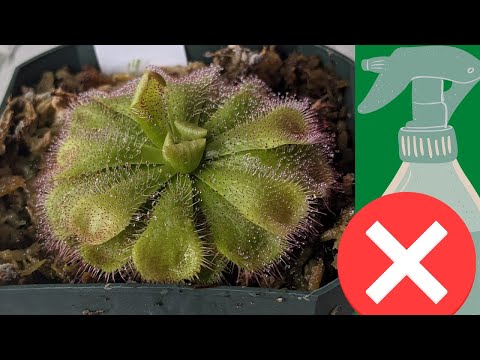 How to Water Sundews (Easy Guide)