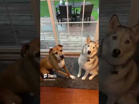 Nova & Spyro Catching Treats: Playful Moments #Husky #Boxer