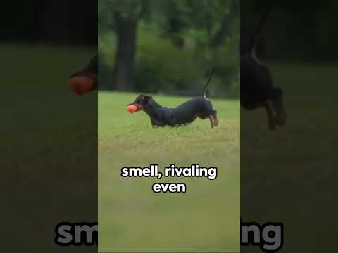 Do you know about these #dachshund facts?
