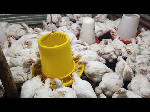 Four weeks old broilers #poultryfarming #poultry #broiler