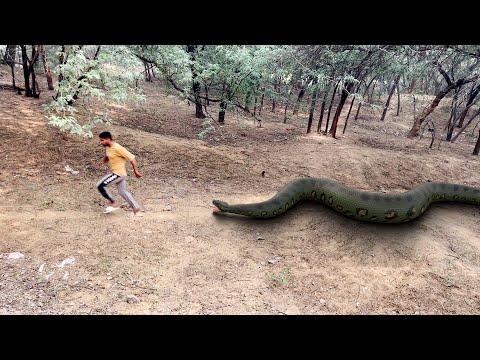 Biggest Anaconda Snake Attack  In Real Life  HD Video| Big Anaconda| Vikku Films