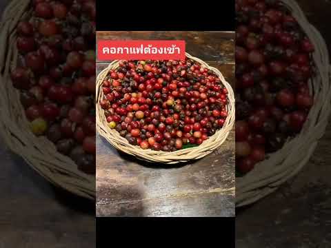 กาแฟโรบัสต้า อราบริกร้า 2 สายพันธุ์ที่นิยมปลูกและให้ผลดีในไทย