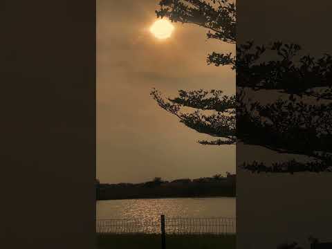#nature #lakeview #birds #life #evening #eveningfeel #water #trees #dmaxconcept #natureandwellness