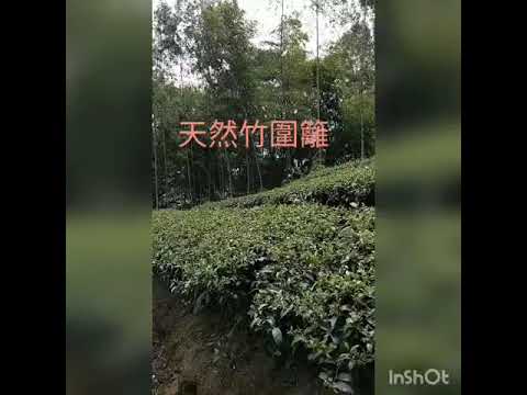 鑫龍源有機茶園景觀影片