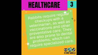 Financial commitments of rabbit ownership
