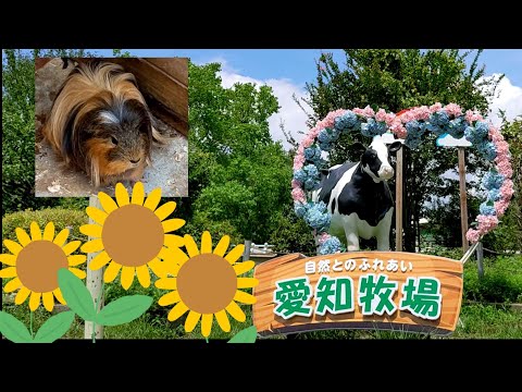 【愛知牧場】餌やり、乗馬や乳搾り体験ができて動物達とふれあえます。