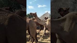 #camel_racing #thar camel #camping