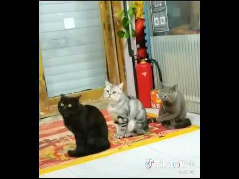 Cat compilation #shorts