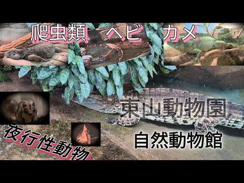 【東山動物園】ヘビ　爬虫類　夜行性動物などが見られる　自然動物館。