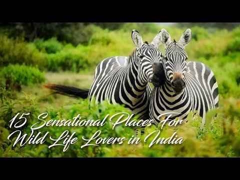 15 Sensational Places to Experience the Wildlife of India | 4K