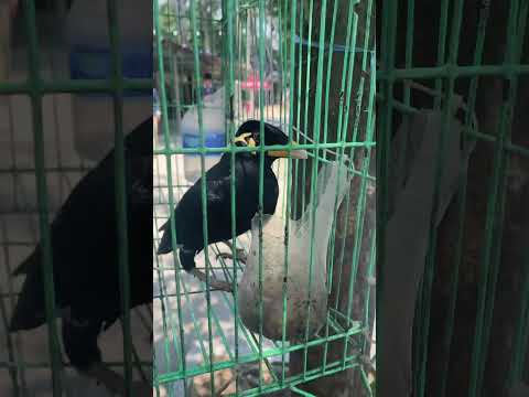 Common Myna Bird Sound | Myna sing songs #shorts #birds